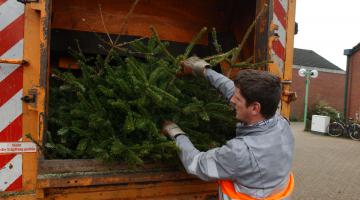 ESB holt Weihnachtsbäume ab