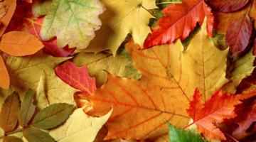 Laub Stockfoto (Copyright: Shutterstock (I. Marusichenko))