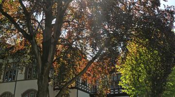 Ökologisch wertvolle Bäume - Blutbuche an der Salierstraße