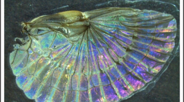 WH/JD, Nutzung honorarfrei im Zusammenhang mit Westfälischer Hochschule